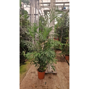 Chamaedorea seifrizii