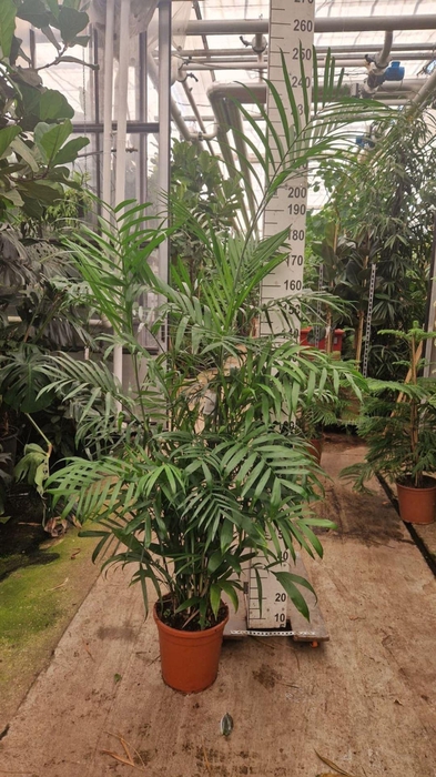 <h4>Chamaedorea seifrizii</h4>