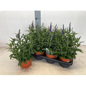 VERONICA SPICATA P14