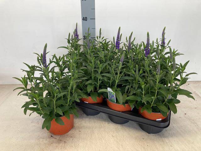 <h4>VERONICA SPICATA P14</h4>