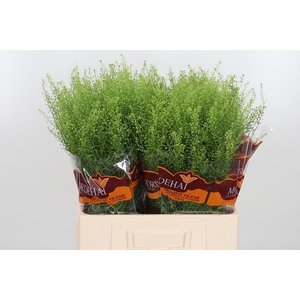 Lepidium Green Bell