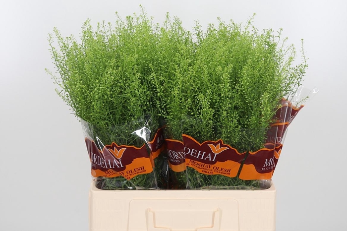 <h4>Lepidium Green Bell</h4>