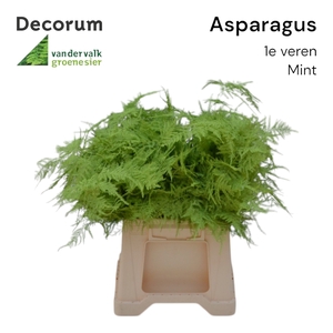 ASP 1e veren Mint 45cm 566