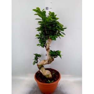 Ficus microcarpa 'Ginseng'