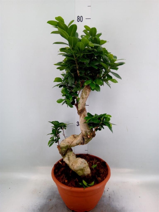 <h4>Ficus microcarpa 'Ginseng'</h4>