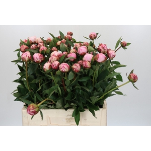 Paeonia Sarah Bernhardt Ongeplozen