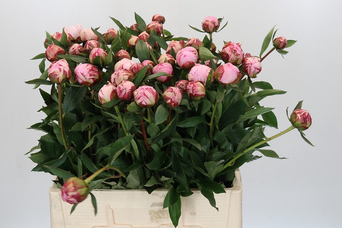 Paeonia Sarah Bernhardt Ongeplozen