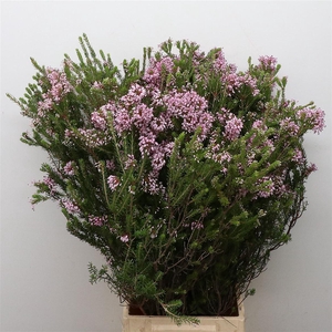 Erica Pink Bs