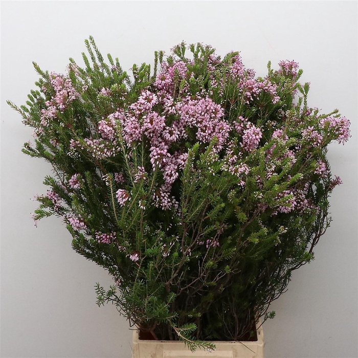 <h4>Erica Pink Bs</h4>