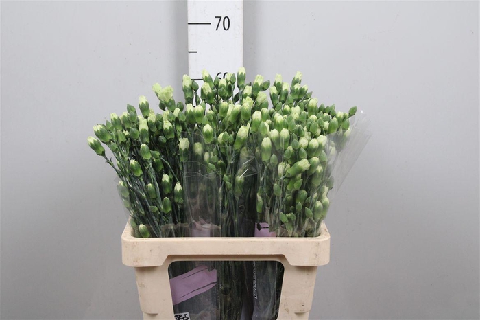 <h4>Di Tr Parsley+</h4>