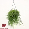 Rhipsalis