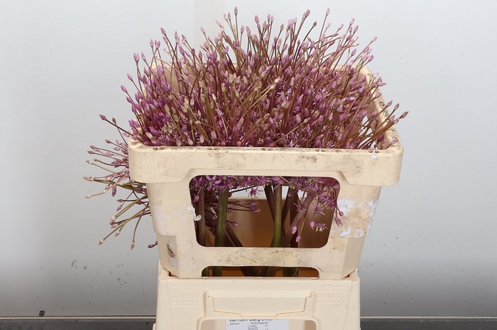 <h4>Allium Schubertii X12</h4>
