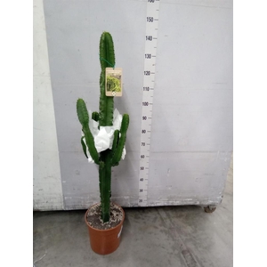 Euphorbia candelabrum