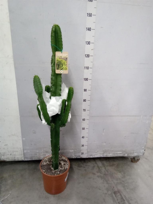 <h4>Euphorbia candelabrum</h4>