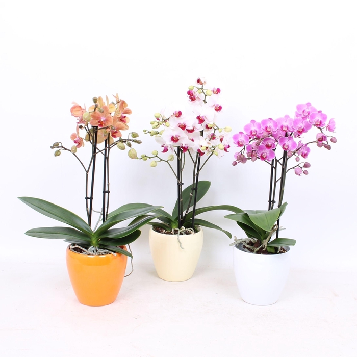 <h4>Phal. Multiflora 2-tak mix in sofia keramiek wit /geel/oranje</h4>