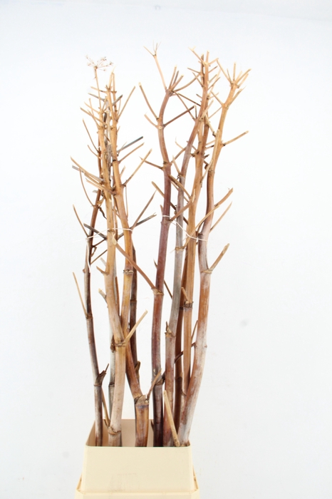 <h4>DF Ferule Kapstok</h4>