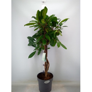 Ficus cyathistipula