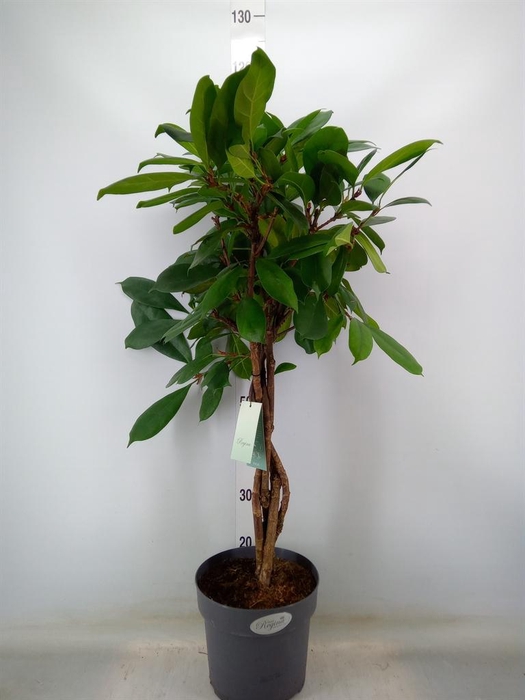 <h4>Ficus cyathistipula</h4>