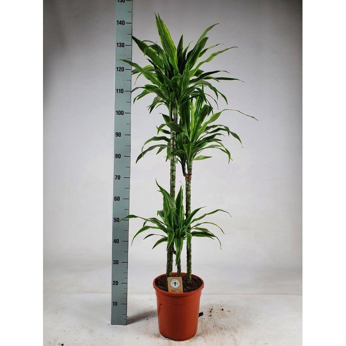 <h4>DRA DE LEMON LIME</h4>