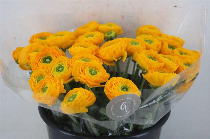 <h4>Ran Cloni Sup Omega</h4>