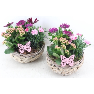 arr4 Outdoor MB - Mand rond x4