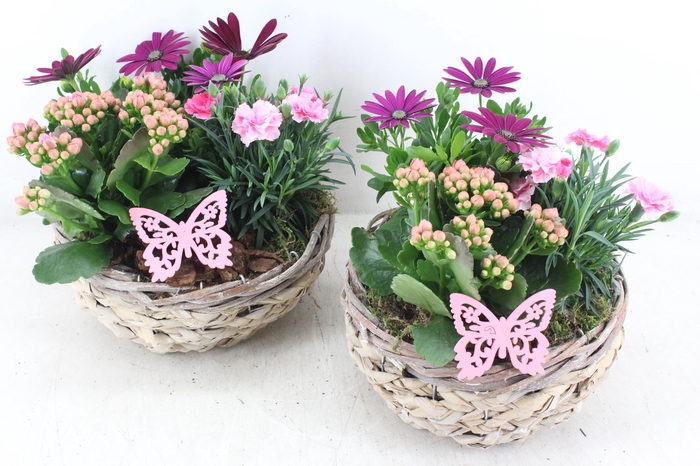 <h4>arr4 Outdoor MB - Mand rond x4</h4>