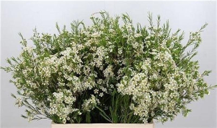 <h4>Chame Un Ofir</h4>