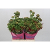 Ranunculus Romance Crown Bastille