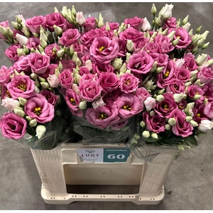 EUS G ROSI ROSE PINK