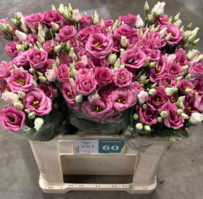 <h4>EUS G ROSI ROSE PINK</h4>