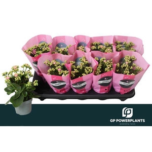 Kal Ge Perfecta Pink