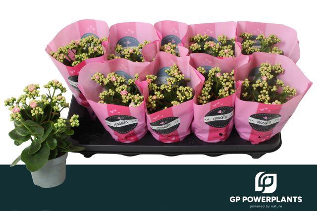 <h4>Kal Ge Perfecta Pink</h4>