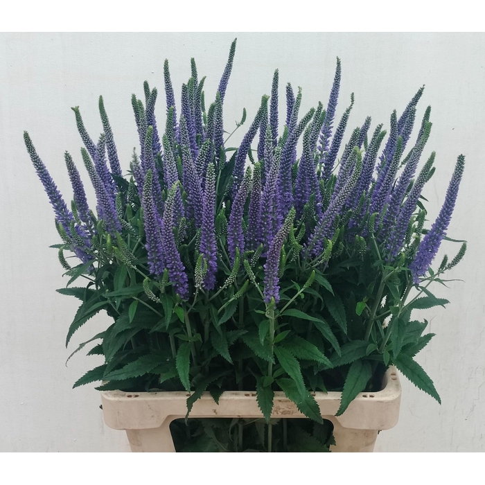 <h4>VERON PAULINE BLUE</h4>