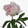 Paeo L Reine Hortens Rose