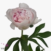 Paeonia Reine Hortense