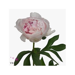 Paeonia Reine Hortense XXL