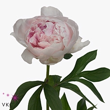 <h4>Paeonia Reine Hortense XXL</h4>