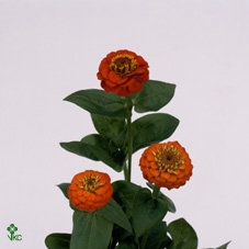 Zinnia Lill Orange