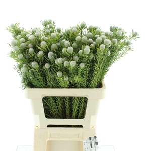 Leucad Ayoba Jade Pearl Spray