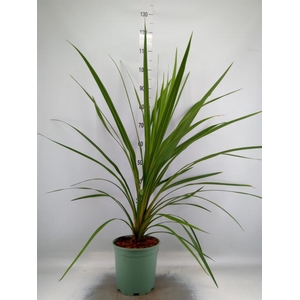 Cordyline indivisa 'Peko'