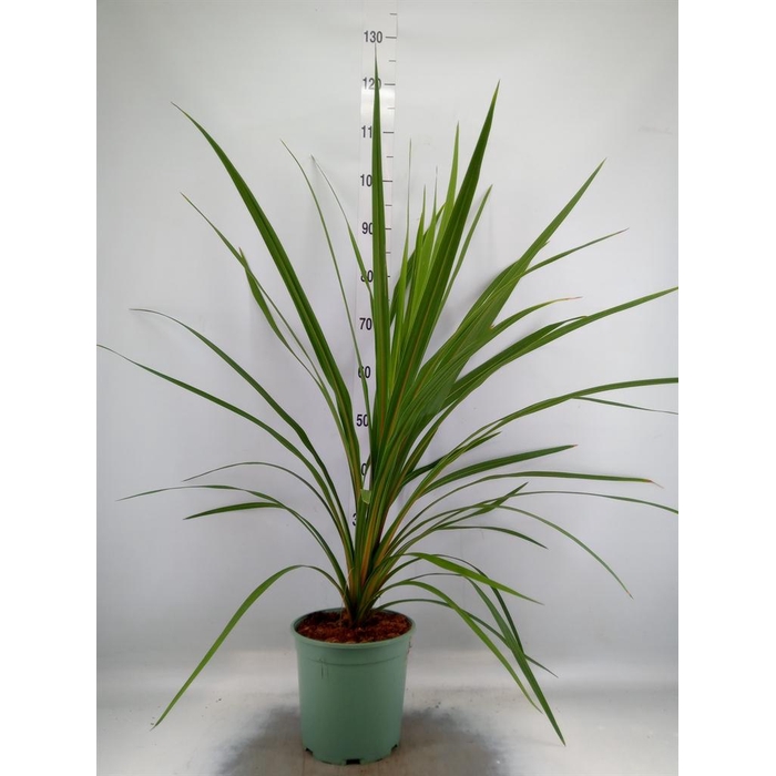 <h4>Cordyline indivisa 'Peko'</h4>