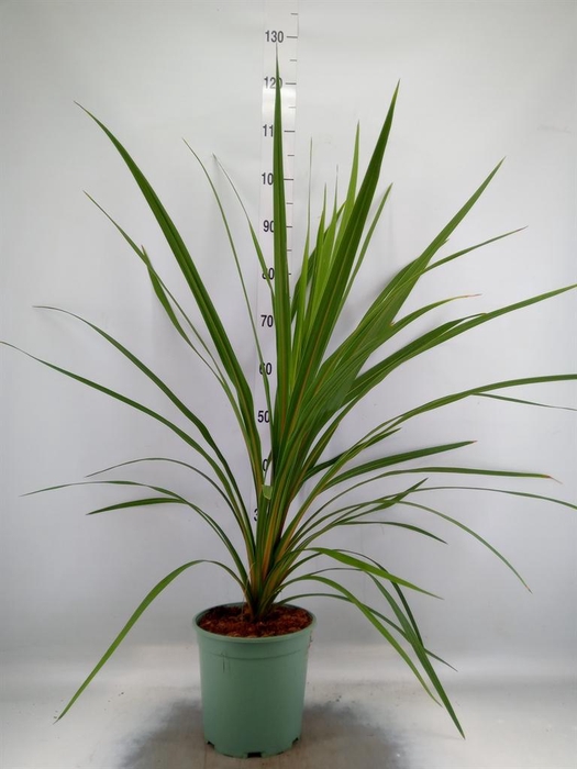 Cordyline indivisa 'Peko'
