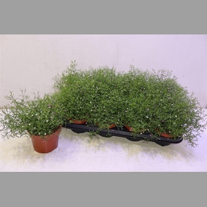 Gyps Muralis Gem Pot