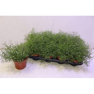 Gyps Muralis Gem Pot