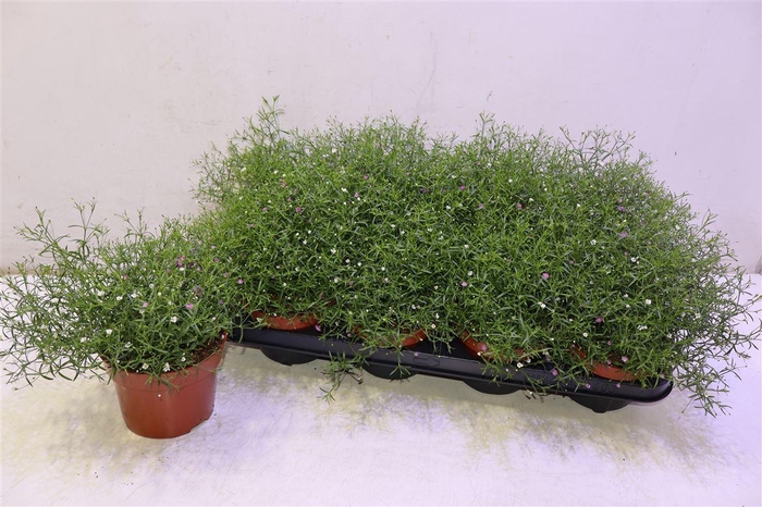 <h4>Gyps Muralis Gem Pot</h4>