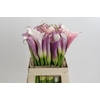 Zantedeschia Eydolls Purple White