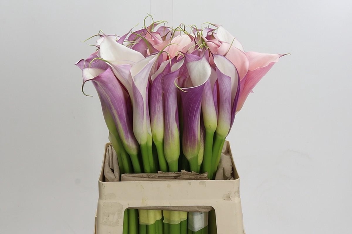 Zantedeschia Eydolls Purple White