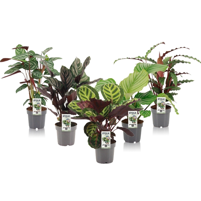 <h4>Calathea 14cm exclusive mix (rondbladige types)</h4>