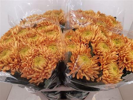 <h4>Chr G Armg Bronze</h4>