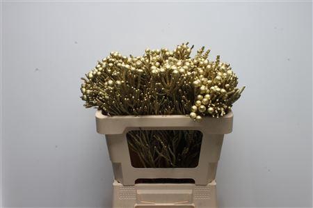Kaaps Brunia Silver Goud